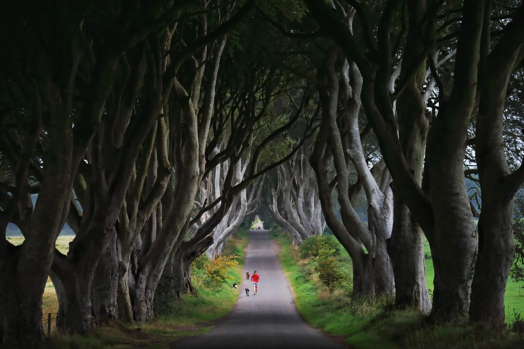 Dark Hedges