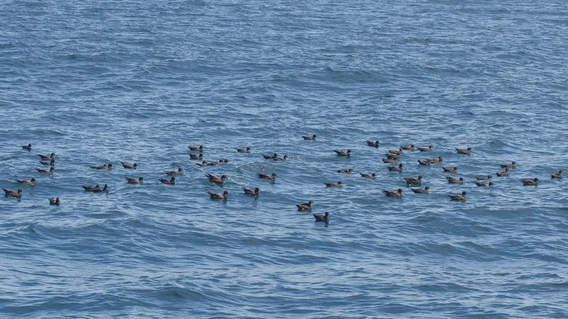 Copeland Bird Observatory (Lighthouse Island)
