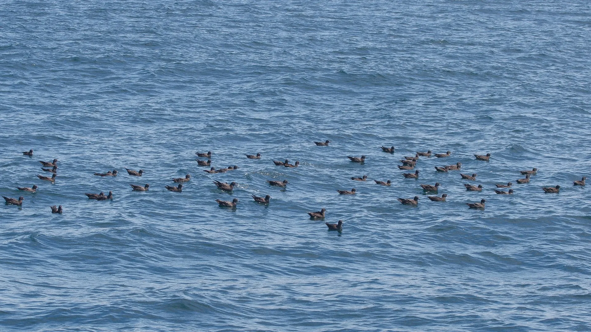 Copeland Bird Observatory (Lighthouse Island)
