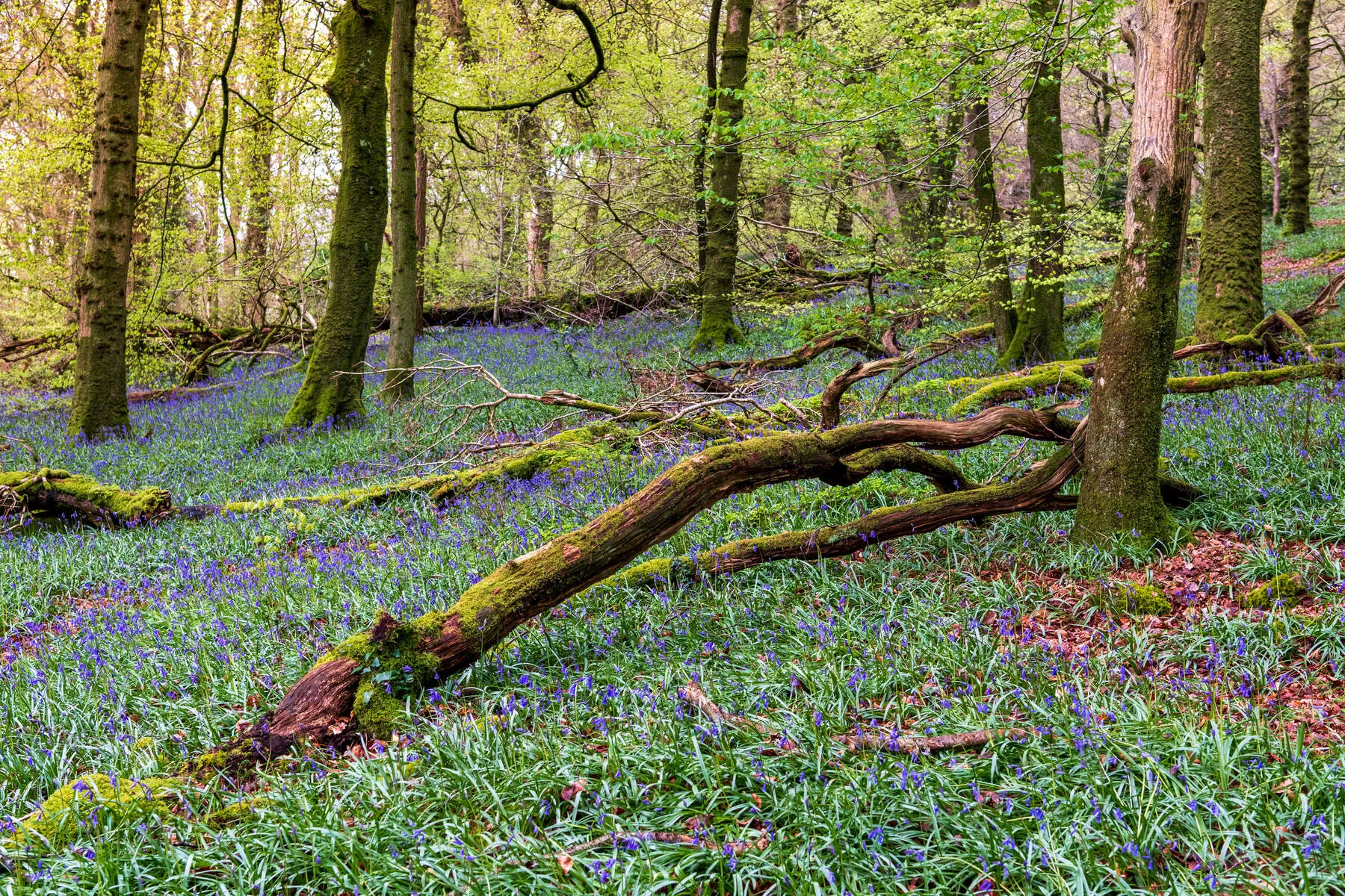 Slieve Gullion Forest Park